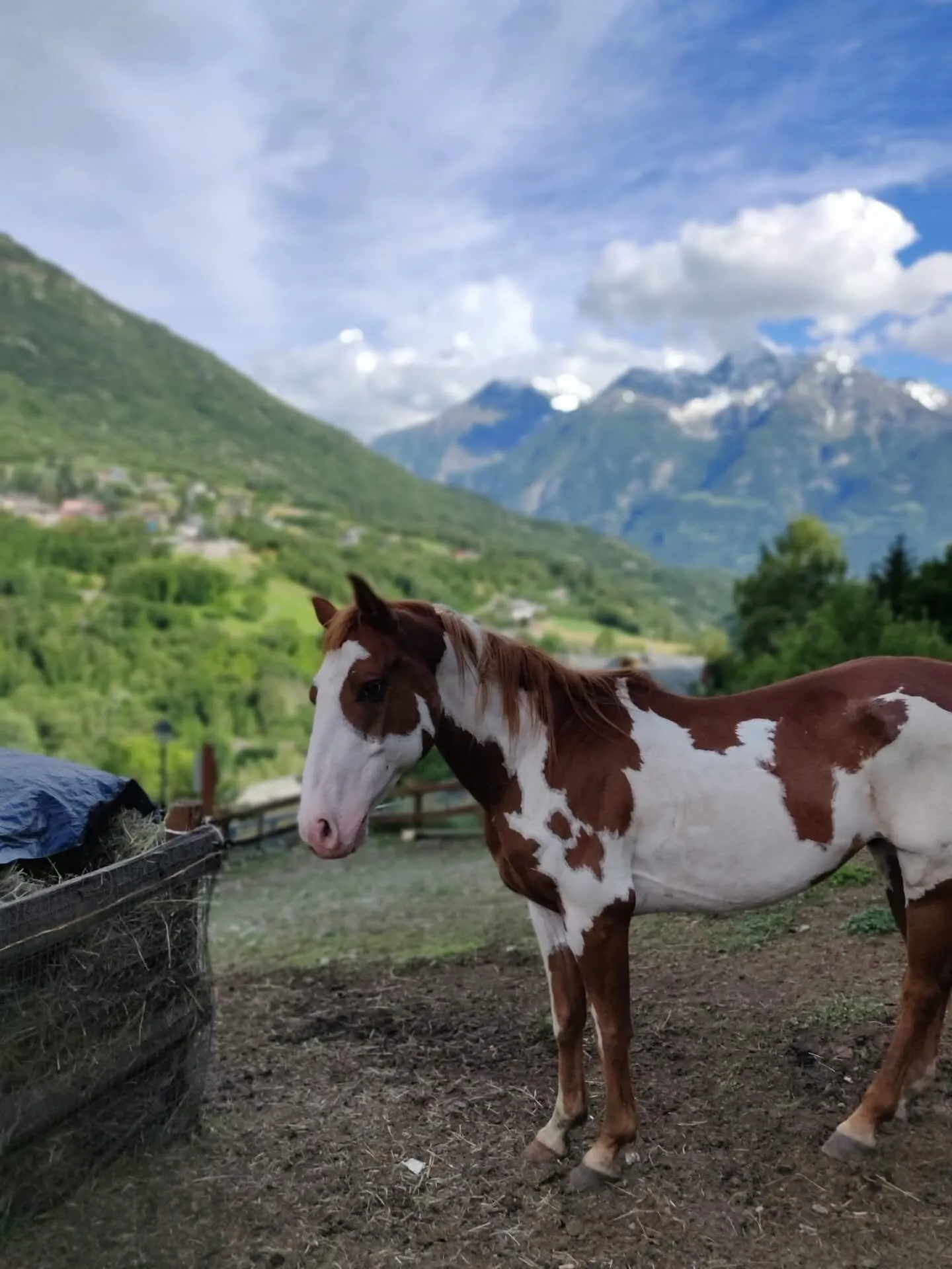 Gli Amici Animali Jerry